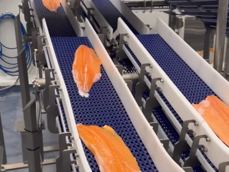Laksefileter på nye transportører hos Måsøval Harvest